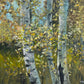 Birch Trees