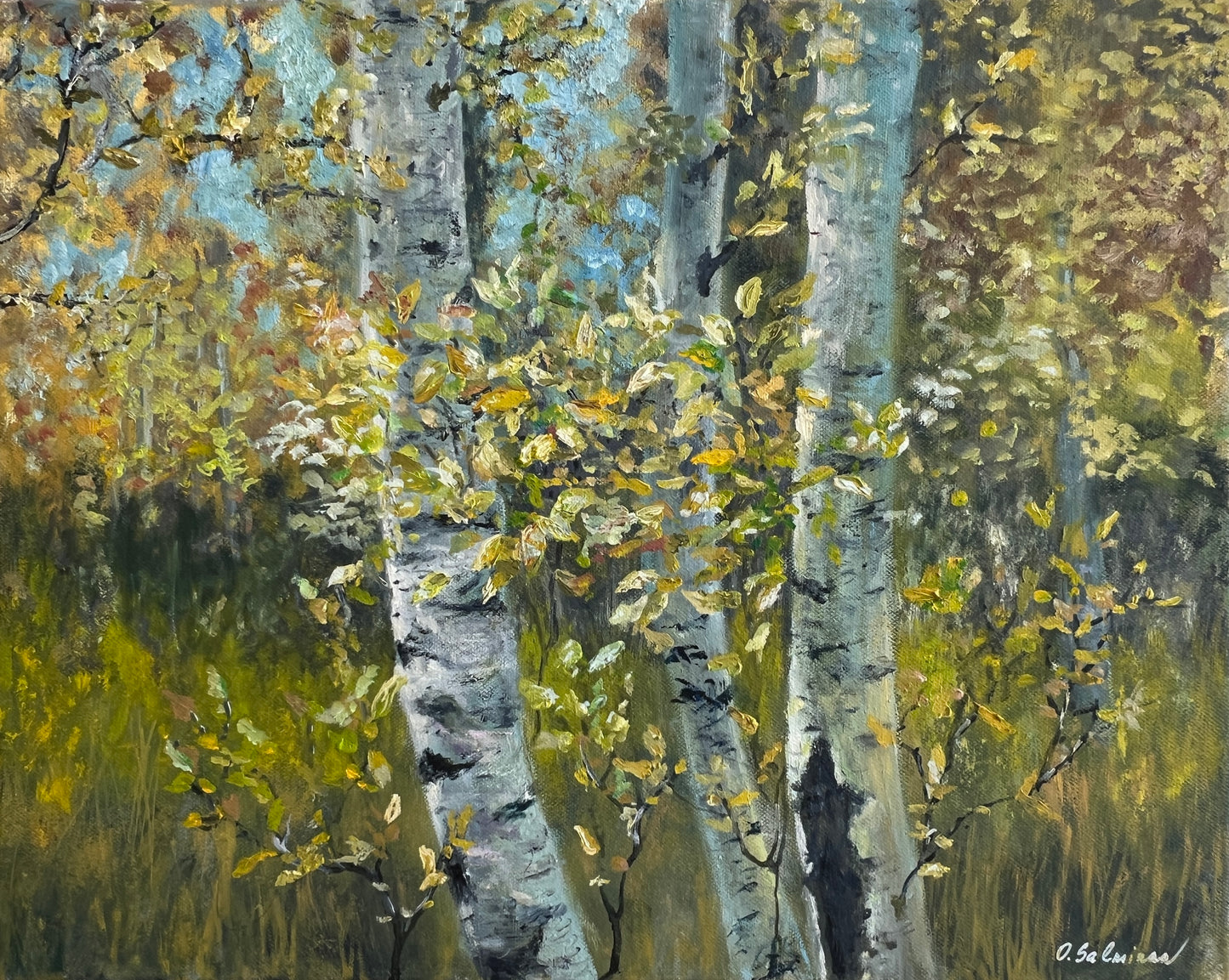 Birch Trees