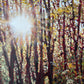 Painting of a forest with sunlight filtering through the trees