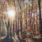 Painting of a forest with sunlight filtering through the trees